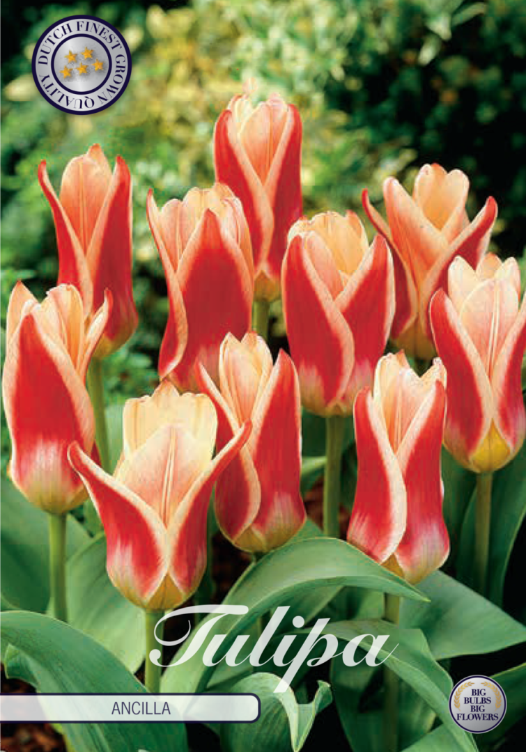 Tulipa Ancilla 7-pack