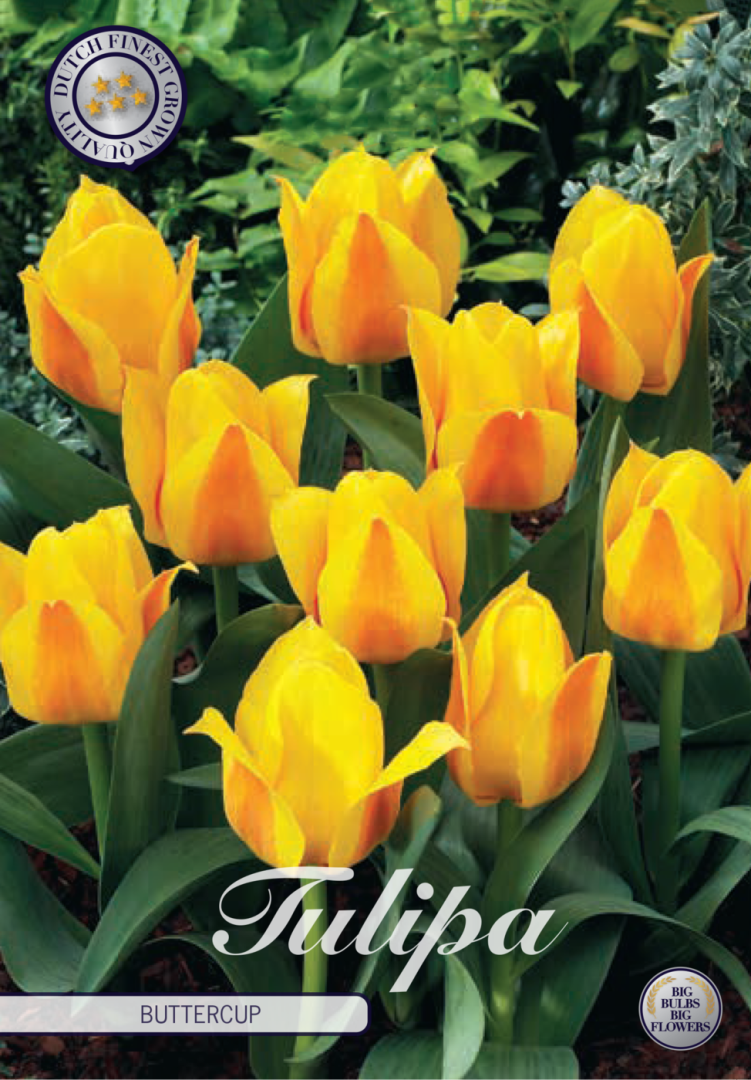 Tulipa Buttercup 7-pack