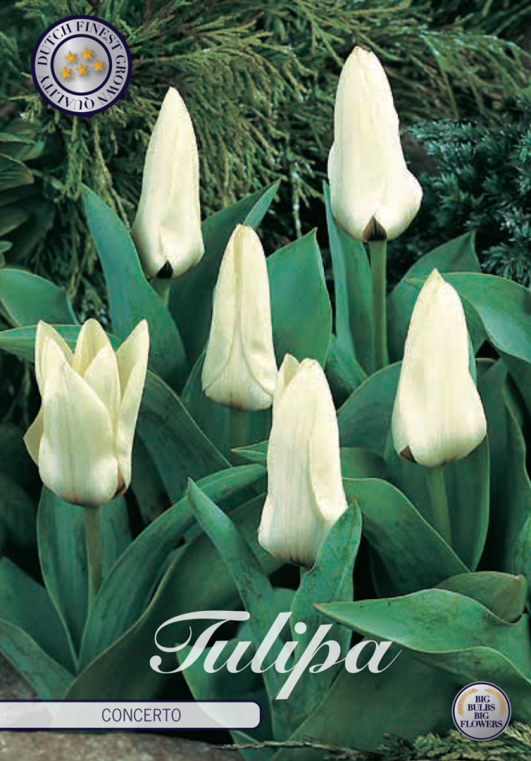 Tulipa Concerto 10-pack