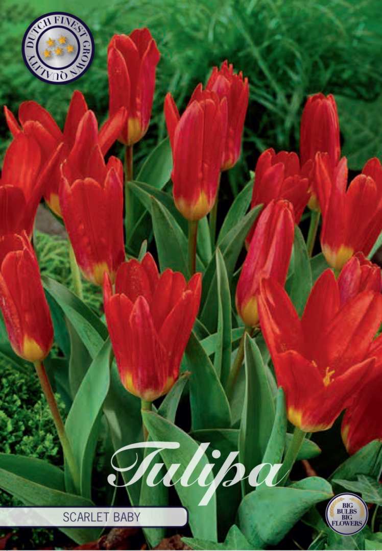 Tulipa Scarlet Baby 10-pack