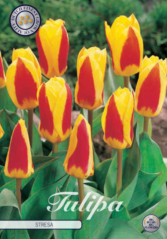 Tulipa Stresa 7-pack