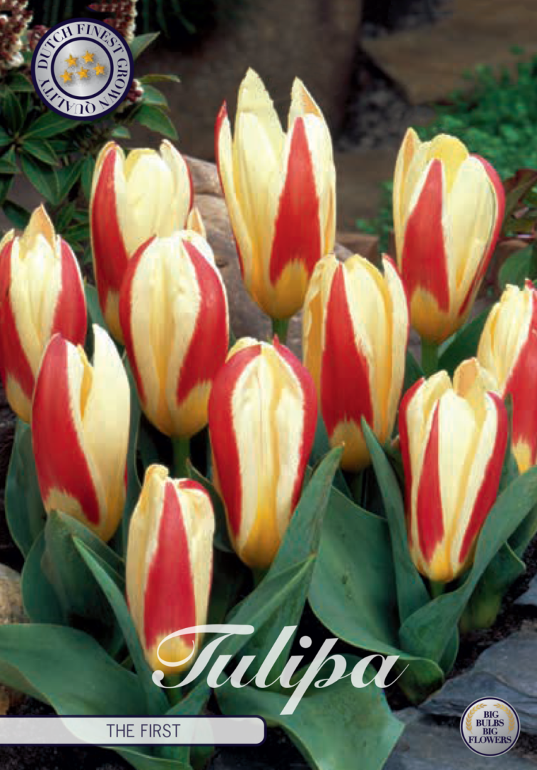 Tulipa The First 7-pack