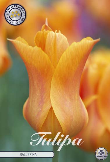 Tulipa Ballerina 7-pack