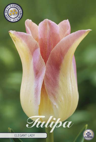 Tulipa Elegant Lady 7-pack