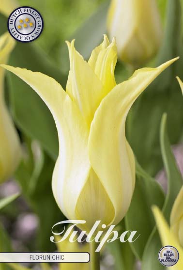 Tulipa Florijn Chic 7-pack