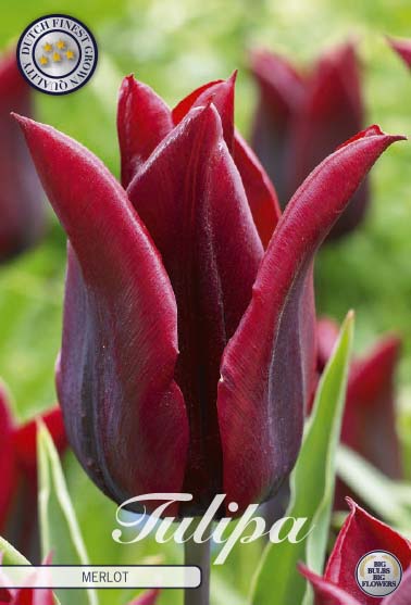 Tulipa Merlot 7-pack