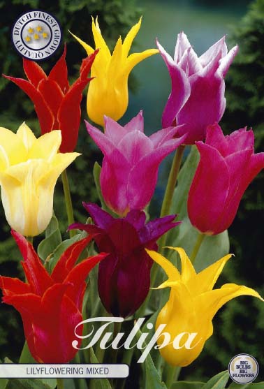 Tulipa Lilyflowering Mixed 7-pack