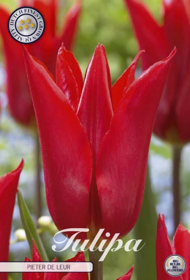 Tulipa Pieter de Leur 7-pack
