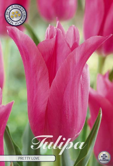 Tulipa Pretty Love 7-pack