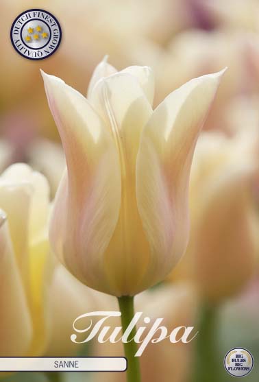 Tulipa Sanne 7-pack