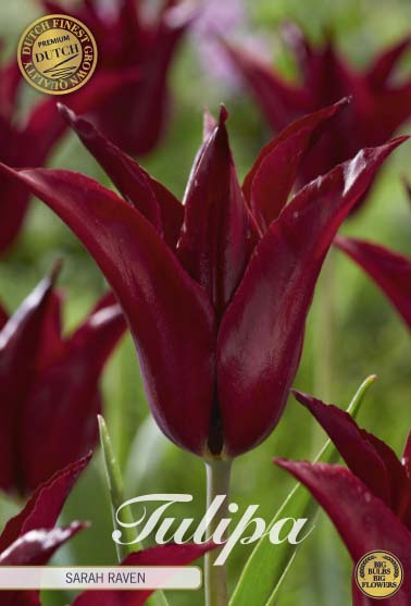 Tulipa Sarah Raven 7-pack
