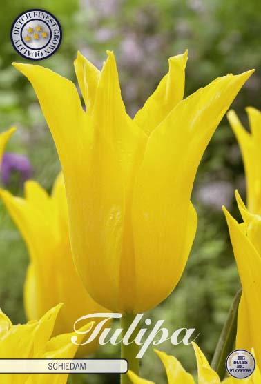 Tulipa Schiedam 7-pack