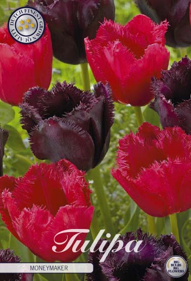 Tulipa Moneymaker 10-pack