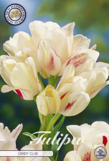 Tulipa Candy Club 7-pack