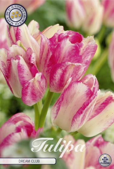 Tulipa Dream Club 7-pack