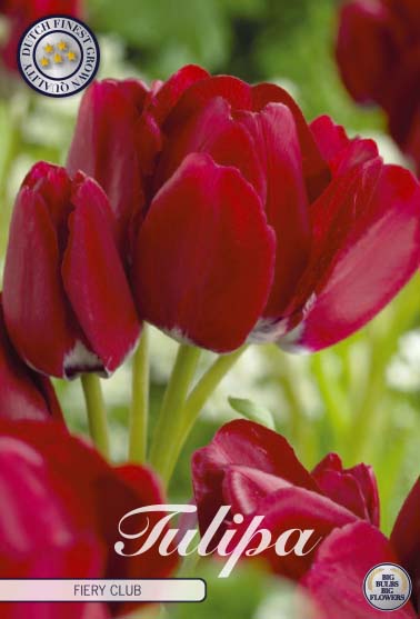 Tulipa Fiery Club 7-pack