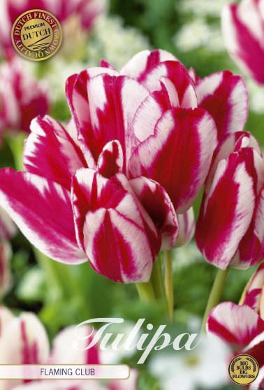Tulipa Flaming Club (premium) 7-pack