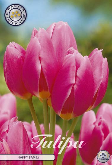 Tulipa Happy Family 7-pack