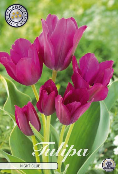 Tulipa Night Club 7-pack