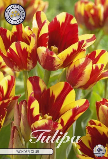 Tulipa Wonder Club 7-pack