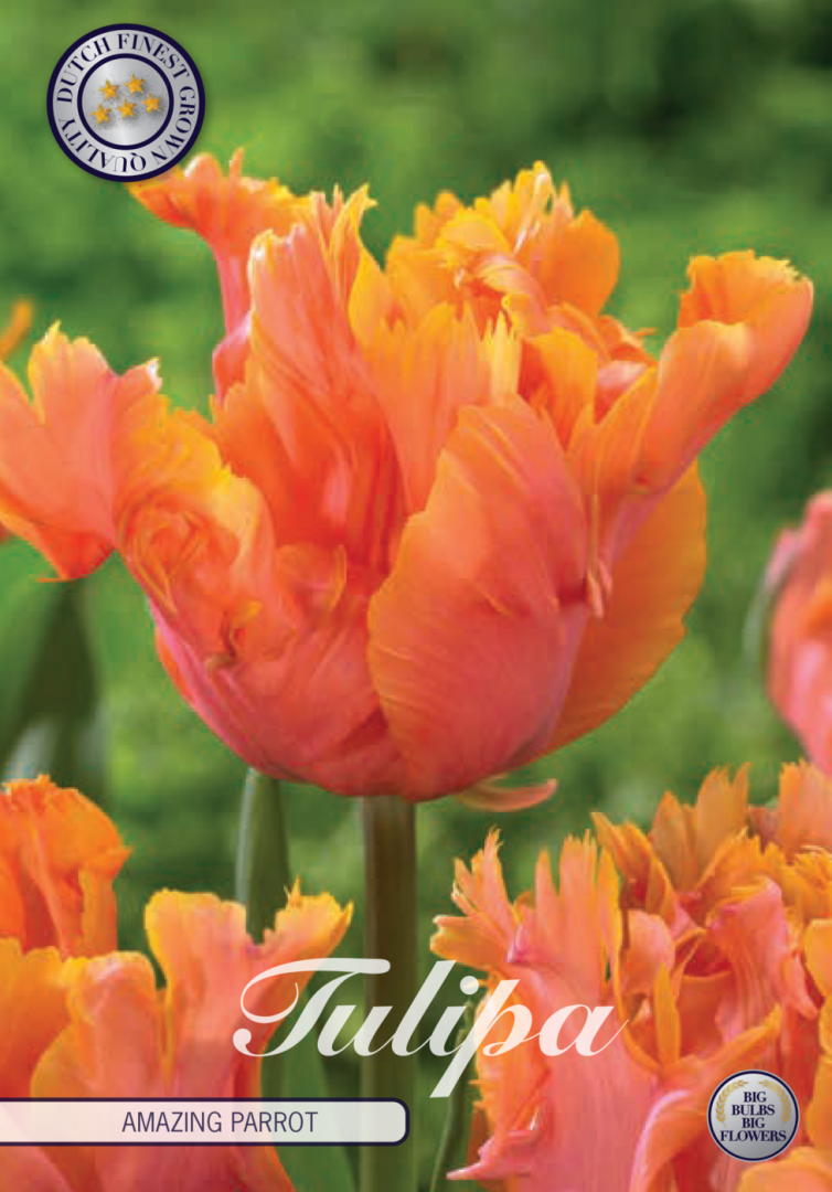 Tulipa Amazing Parrot 7-pack