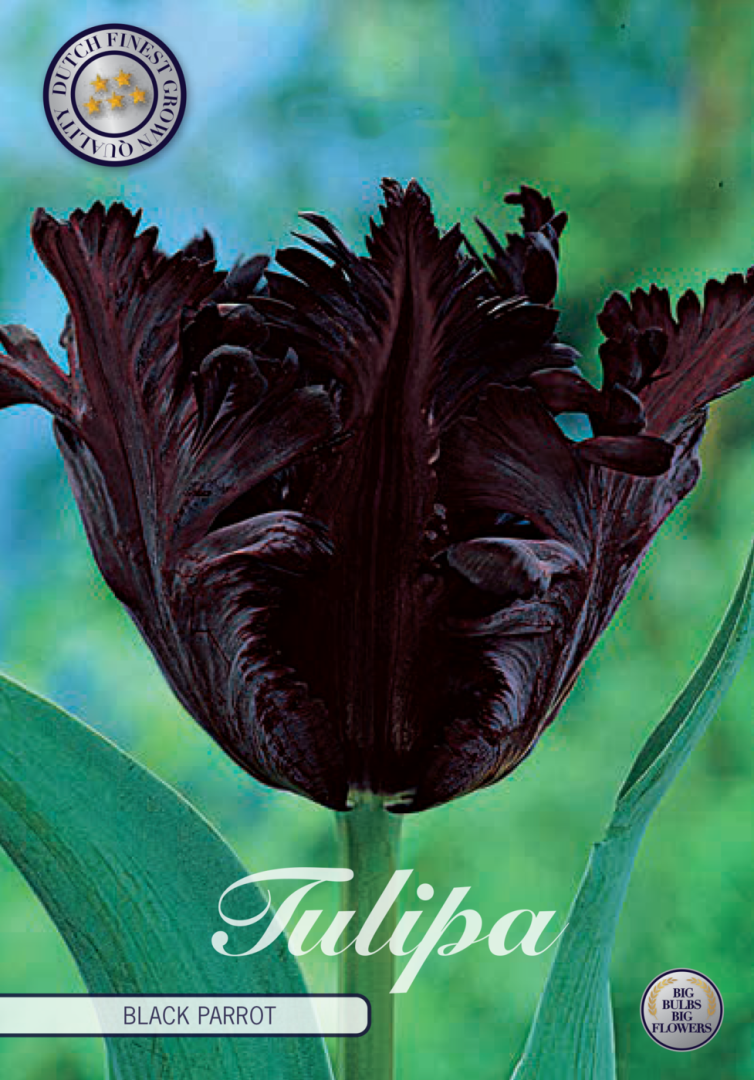 Tulipa Black Parrot 7-pack