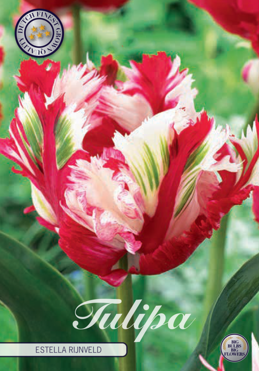 Tulipa Estella Rijnveld 7-pack