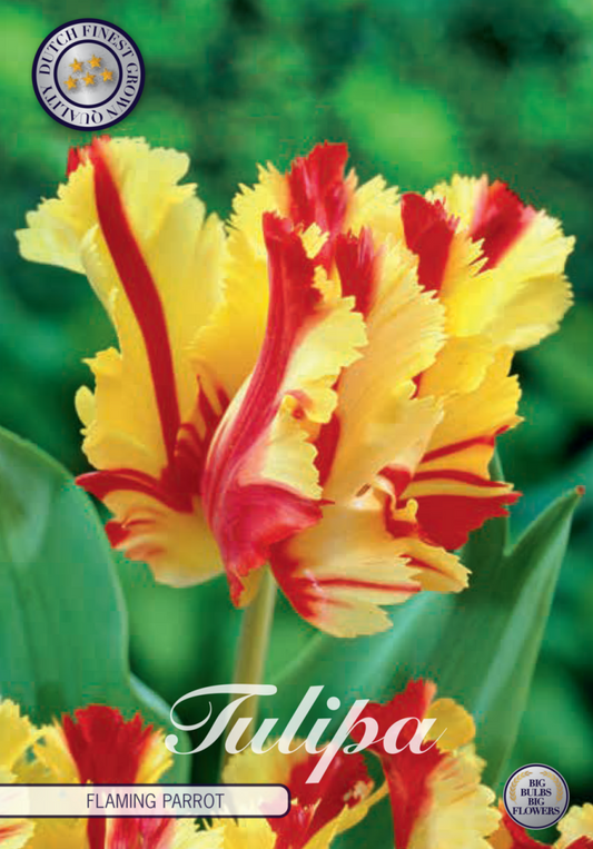 Tulipa Flaming Parrot 7-pack