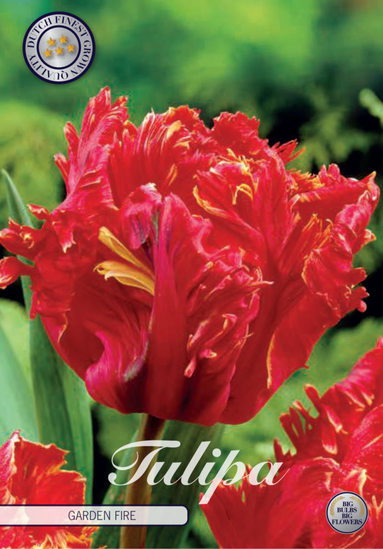 Tulipa Garden Fire 7-pack