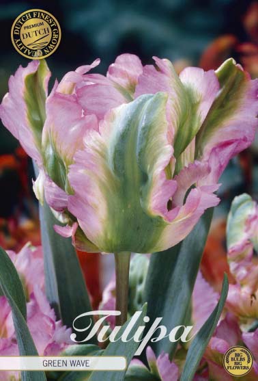 Tulipa Green Wave (premium) 7-pack