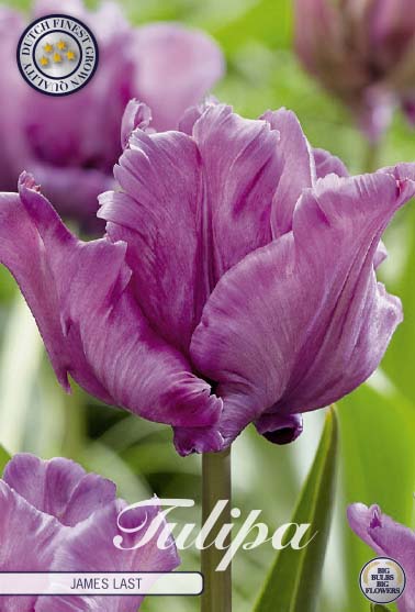 Tulipa James Last 7-pack