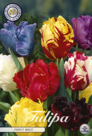 Tulipa Parrot Mixed 7-pack