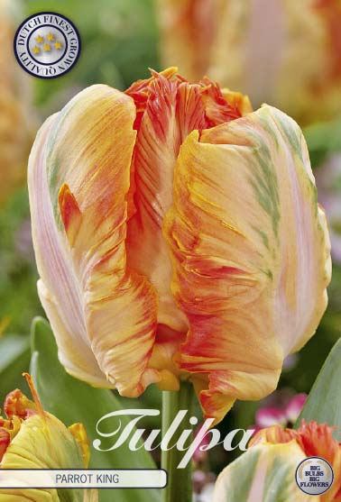 Tulipa Parrot King 7-pack
