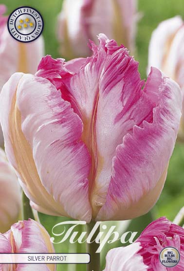 Tulipa Silver Parrot 7-pack