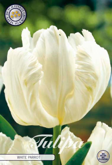 Tulipa White Parrot 7-pack