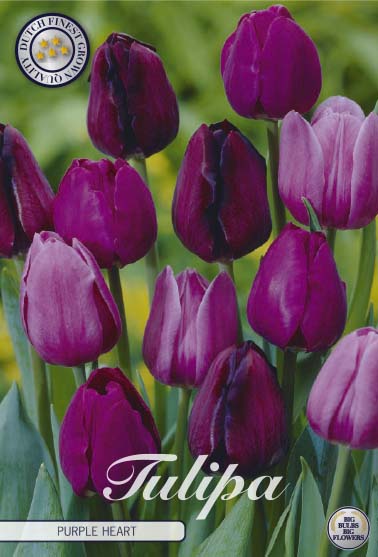 Tulipa Purple Heart 10-pack