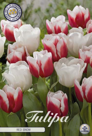 Tulipa Red Snow 10-pack