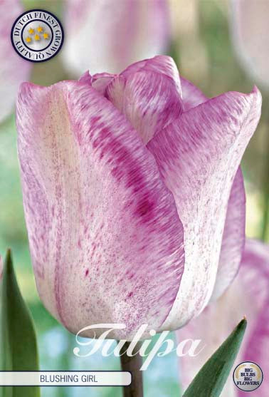 Tulipa Blushing Girl 7-pack