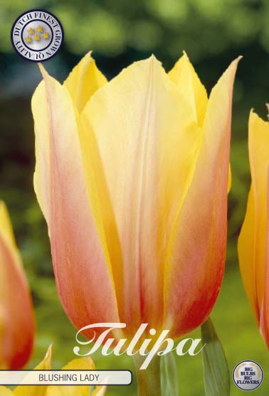 Tulipa Blushing Lady 7-pack