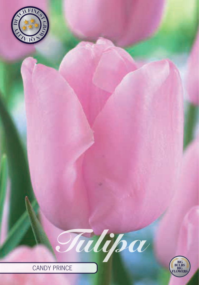 Tulipa Candy Prince 10-pack