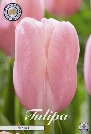 Tulipa Menton 7-pack