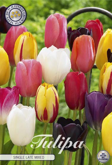 Tulipa Single Late Mixed 10-pack