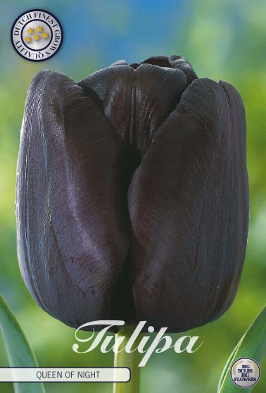 Tulipa Queen of Night 7-pack