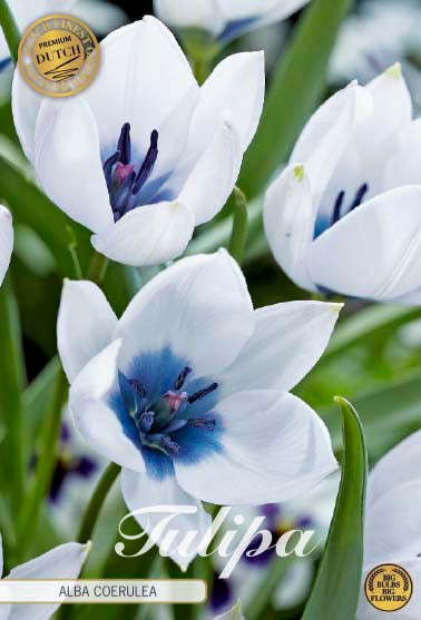 Tulipa Alba Coerulea (premium) 5-pack