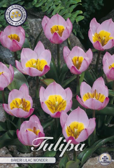 Tulipa Bakeri Lilac Wonder 10-pack