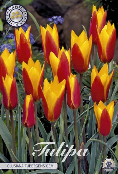 Tulipa Clusiana Tubergens Gem 10-pack