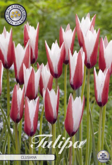 Tulipa Clusiana 10-pack