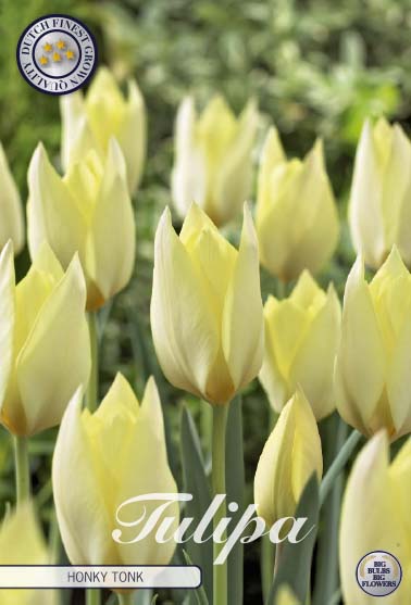 Tulipa Honky Tonk 10-pack