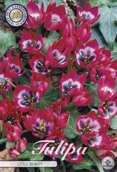 Tulipa Little Beauty 10-pack