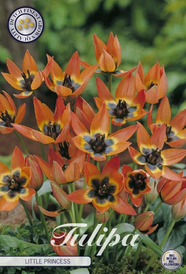 Tulipa Little Princess 10-pack